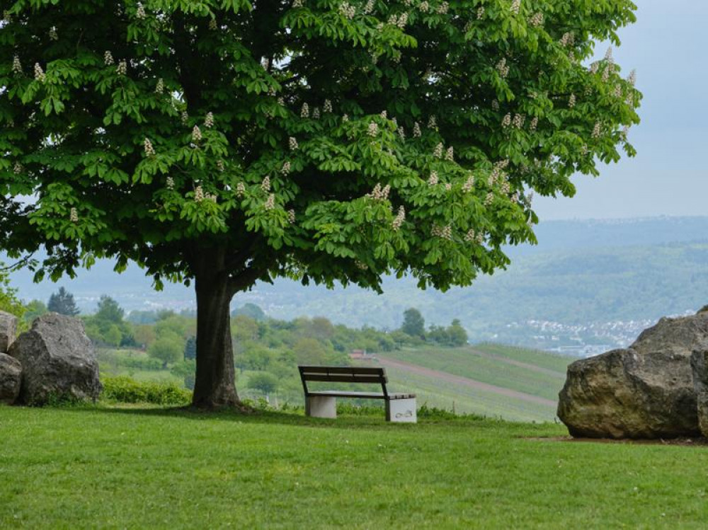 Bench Wooden in nature