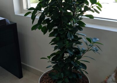 Hydroculture Plants, Pulsar Foodstuff