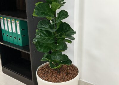 Hydroculture Plants, Pulsar Foodstuff