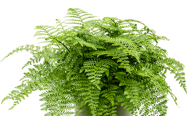 Fern