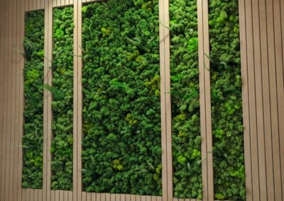 Preserved Moss Wall Customized Preserved Moss Wall Customized Artificial Bonsai Tree DNA Dubai UAE