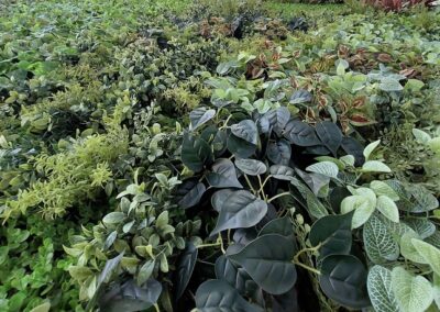 Deira International School (DIS) customized artificial green wall