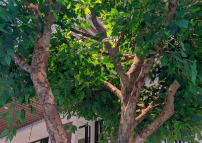 Sofitel The Obelisk Wafi Custom Artificial Trees with natural trunk artificial plants natural plants custom GRC pots