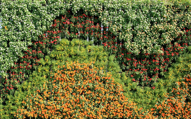vertical garden Green Wall