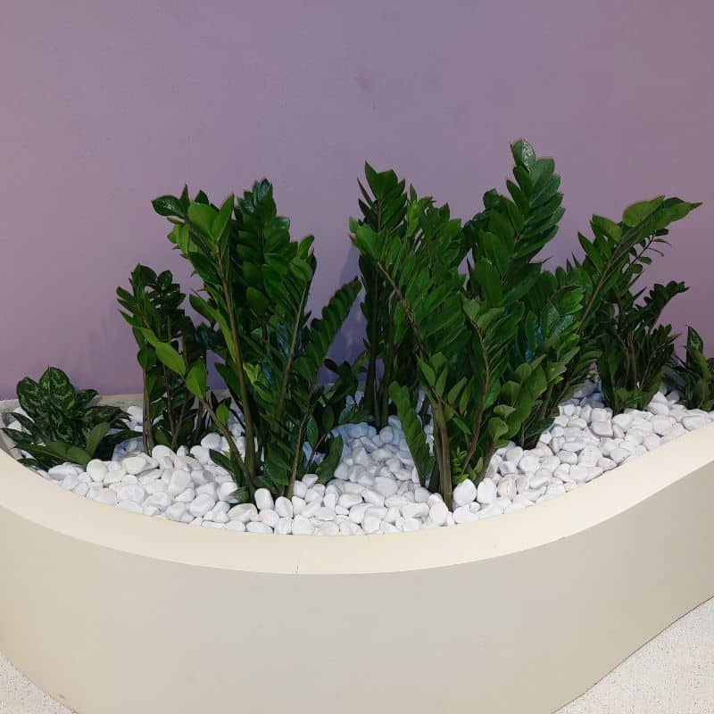 Custom GRC Pots & Comprehensive Plant Installations at Dubai Expo: Elevating Indoor & Outdoor Restaurant Spaces Custom GRC Pots & Comprehensive Plant Installations at Dubai Expo: Elevating Indoor & Outdoor Restaurant Spaces