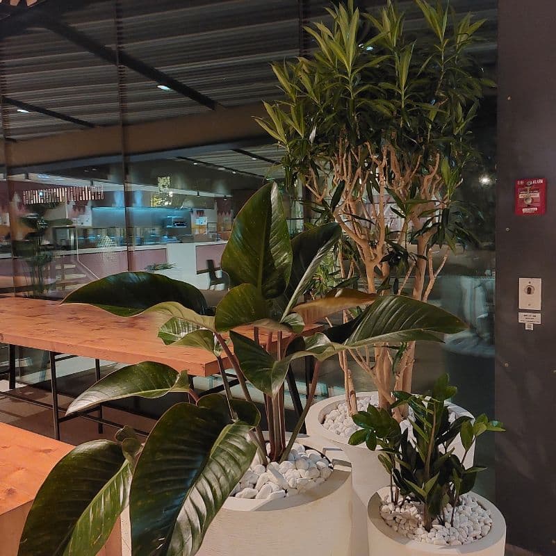 Custom GRC Pots & Comprehensive Plant Installations at Dubai Expo: Elevating Indoor & Outdoor Restaurant Spaces Custom GRC Pots & Comprehensive Plant Installations at Dubai Expo: Elevating Indoor & Outdoor Restaurant Spaces